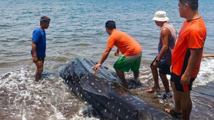 Whale shark found dead in Misamis Oriental coastline