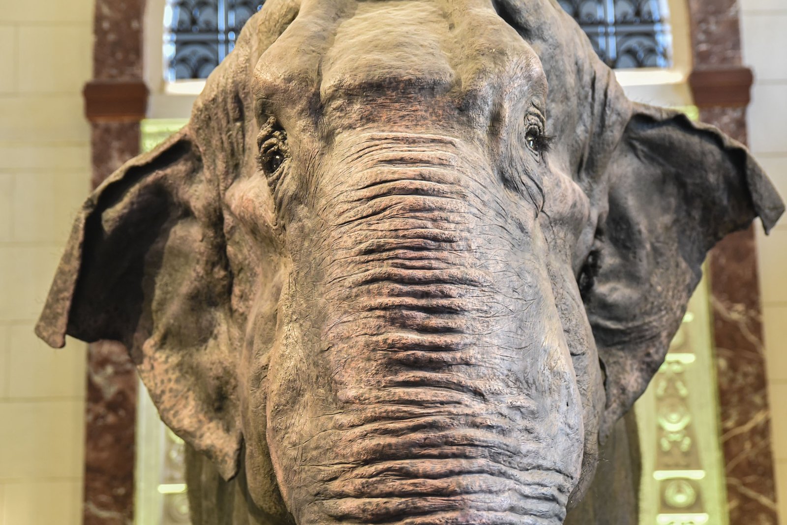 Visitors take a closer look at Mali, the beloved elephant once housed at the Manila Zoo, now taxidermied and displayed at the National Museum of Natural History in Manila on August 30. l Zedrich Xylak Madrid