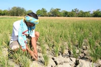 DA admits: El Niño threatens Phl food supply