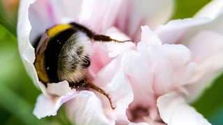 Tired bees sometimes sleep inside flowers