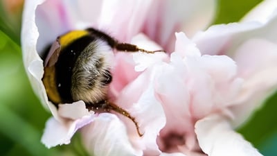 Tired bees sometimes sleep inside flowers