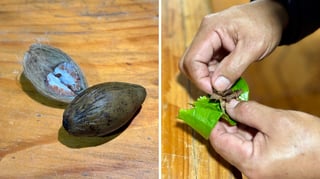 Native leaf, ancient chew, new nicotine