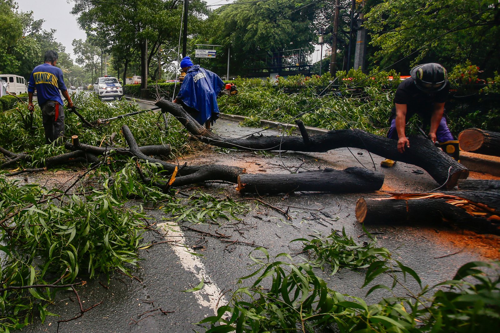 Personnel from the Manila Disaster Risk Reduction and Management Office remove a tree trunk that blocked one lane of P. Burgos Avenue on Sunday, 30 August 2026, after a tree fell amid strong winds.