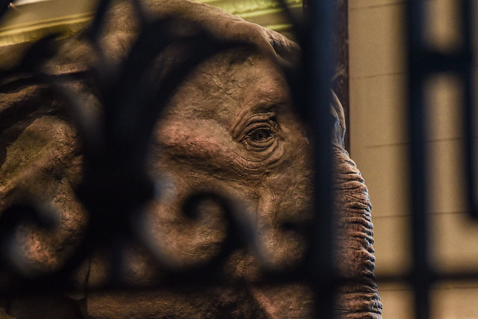 Visitors take a closer look at Mali, the beloved elephant once housed at the Manila Zoo, now taxidermied and displayed at the National Museum of Natural History in Manila on August 30. l Zedrich Xylak Madrid