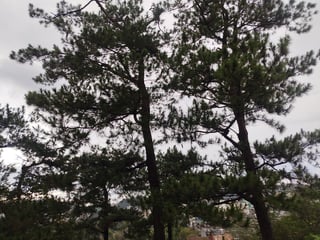 Baguio eyes green building code to curb overdevelopment