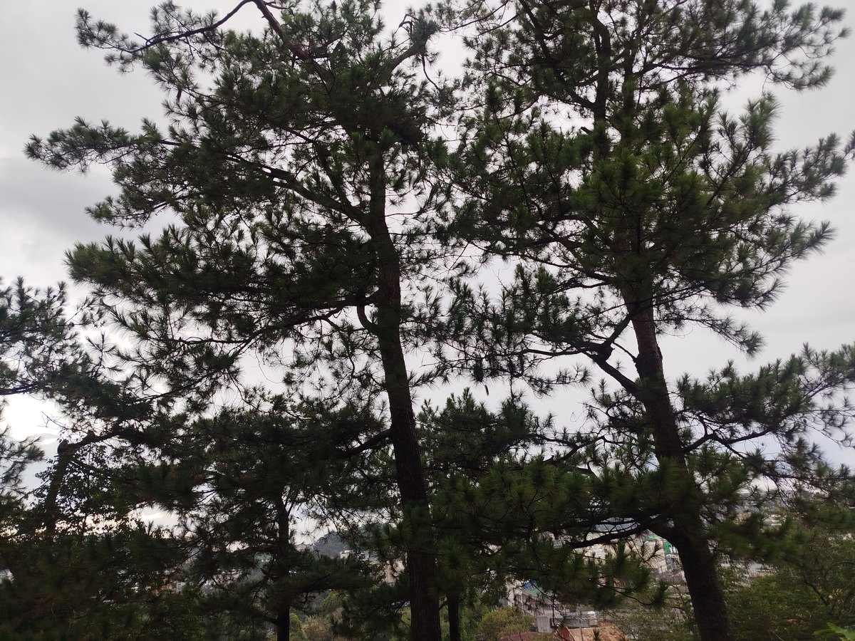 Baguio eyes green building code to curb overdevelopment