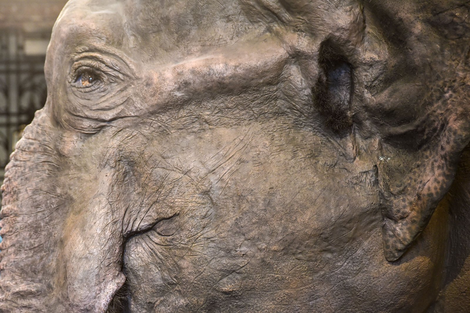 Visitors take a closer look at Mali, the beloved elephant once housed at the Manila Zoo, now taxidermied and displayed at the National Museum of Natural History in Manila on August 30. l Zedrich Xylak Madrid