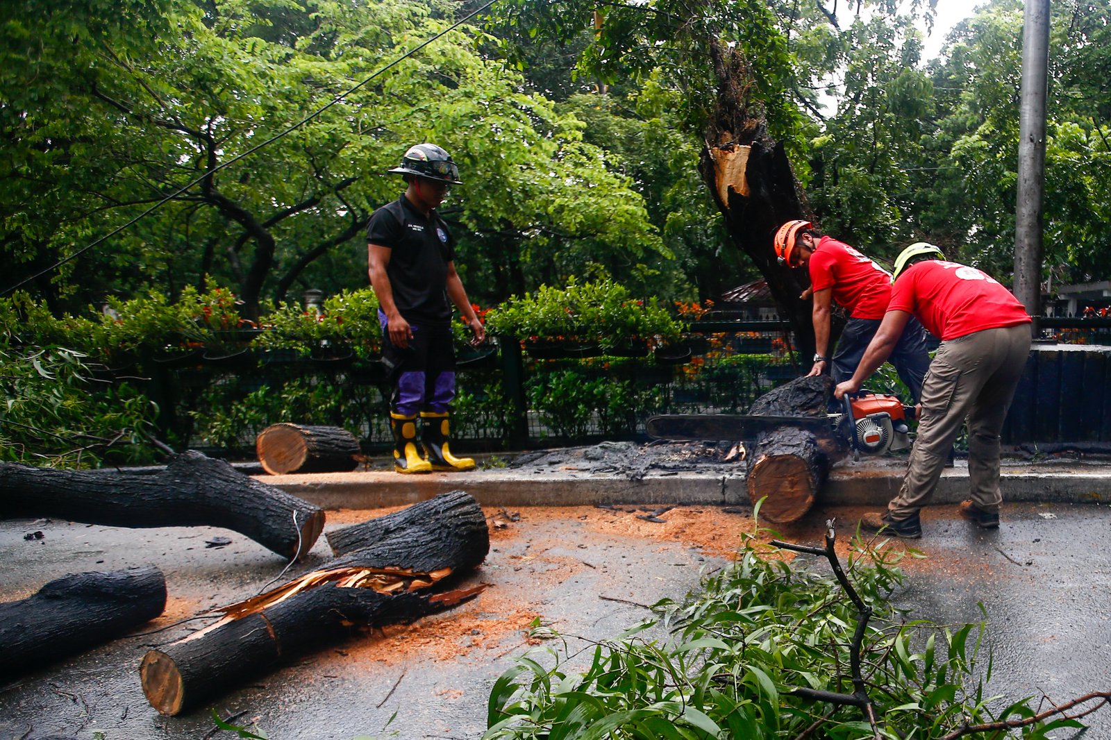 Personnel from the Manila Disaster Risk Reduction and Management Office remove a tree trunk that blocked one lane of P. Burgos Avenue on Sunday, 30 August 2026, after a tree fell amid strong winds.