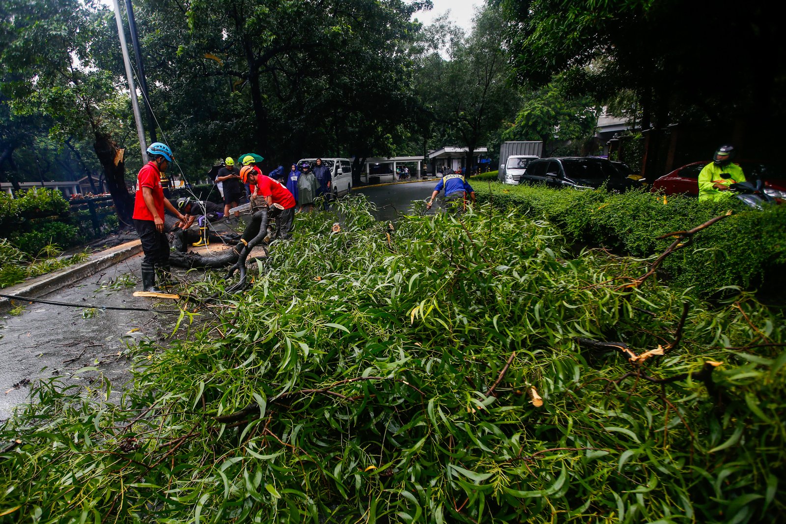 Personnel from the Manila Disaster Risk Reduction and Management Office remove a tree trunk that blocked one lane of P. Burgos Avenue on Sunday, 30 August 2026, after a tree fell amid strong winds.