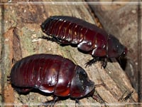 Paraborgs: drug-delivering insects in the making