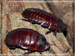 Paraborgs: drug-delivering insects in the making