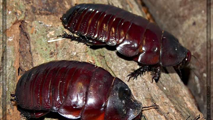 Macropanesthia rhinoceros