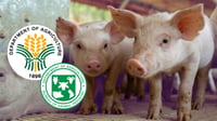BAI clears first ASF vaccine for commercial sale