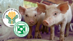 BAI clears first ASF vaccine for commercial sale