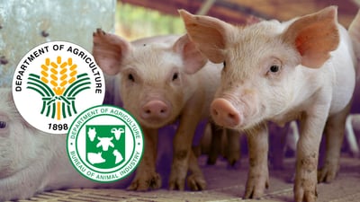BAI clears first ASF vaccine for commercial sale