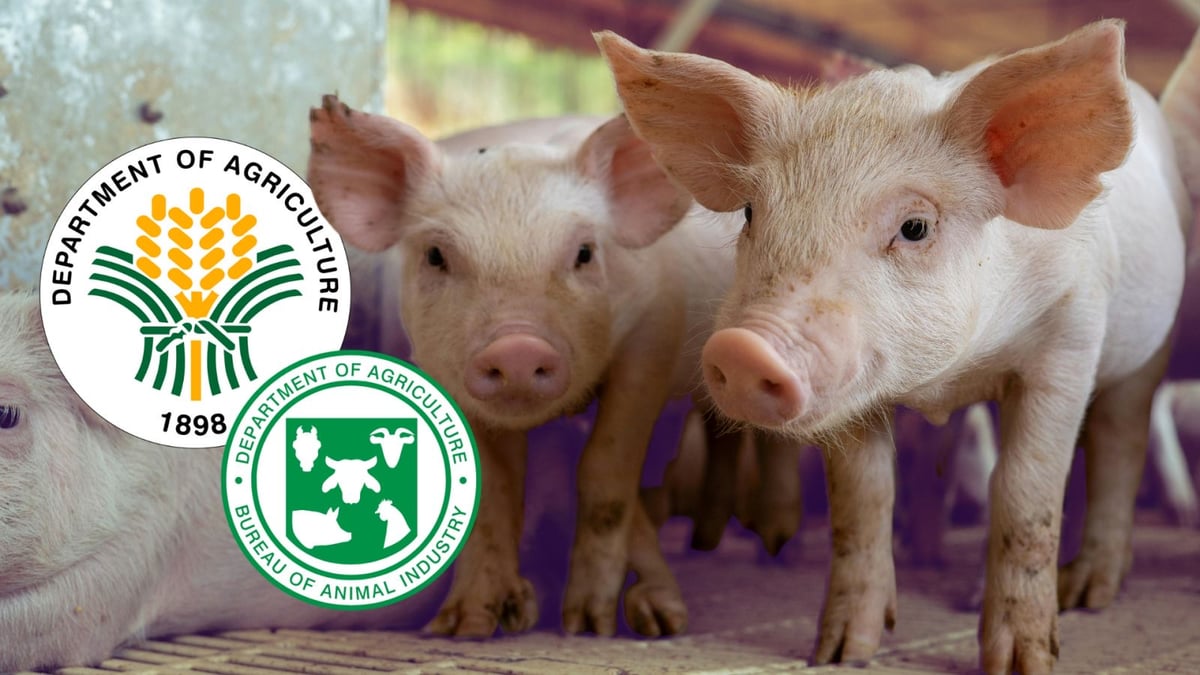 BAI clears first ASF vaccine for commercial sale