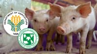 BAI clears first ASF vaccine for commercial sale