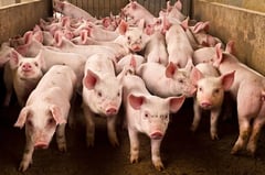 First ASF vaccine commercial sale cleared