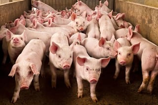 First ASF vaccine commercial sale cleared