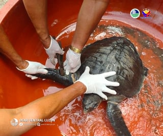 Two sea turtles released back into Zambales waters