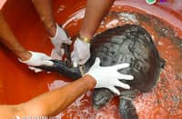 Two sea turtles released back into Zambales waters