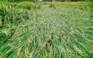 Rice bears brunt of P3.62-B farm damage