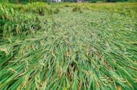 DAMAGE to Philippine agriculture has hit a total of P3.62 billion, with rice absorbing over half of the damage as storms battered farms across eight regions.