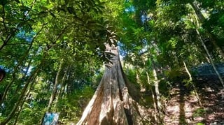 CDO’s 300-year-old Dao Tree seeks heritage status