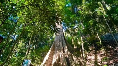 CDO’s 300-year-old Dao Tree seeks heritage status