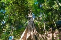 CDO’s 300-year-old Dao Tree seeks heritage status