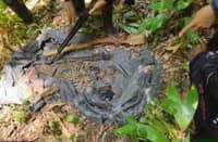 VARIOUS high-powered weapons and ammunition are displayed after the military discovered hidden arms cache believed to be from members of the New People’s Army at Sitio Katarugan, Surigao del Sur.