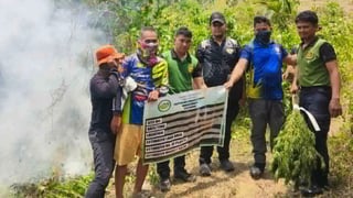 PDEA destroys marijuana farm