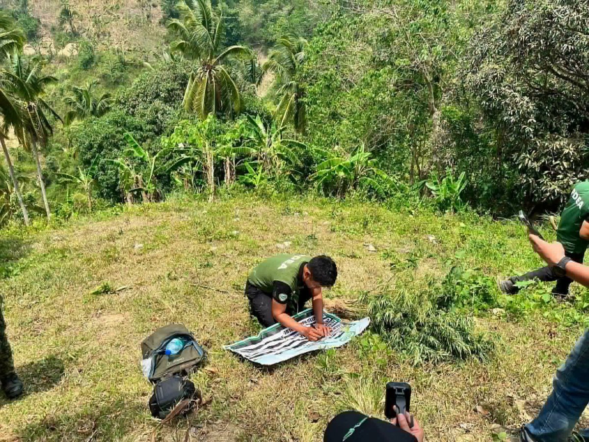 OPERATIVES from the Philippine Drug Enforcement Agency check on the seized marijuana plants before destroying them in Toledo City.