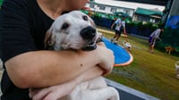 Manila warns pet owners as rabies cases rise