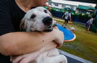 Manila warns pet owners as rabies cases rise