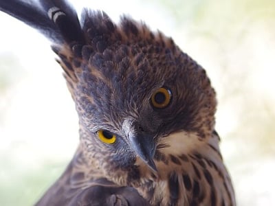 Rare hawk-eagle nesting discovery prompts protection measures
