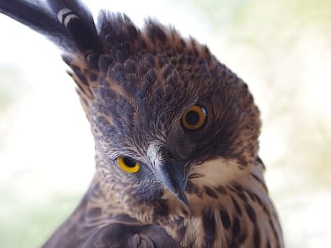 Rare hawk-eagle nesting discovery prompts protection measures
