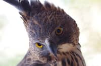 Rare hawk-eagle nesting discovery prompts protection measures