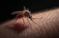 Bohol declares dengue outbreak