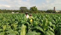 San Ildefonso, Ilocos Sur institutionalizes fight vs. illicit tobacco trade