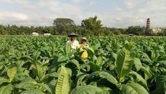 San Ildefonso, Ilocos Sur institutionalizes fight vs. illicit tobacco trade