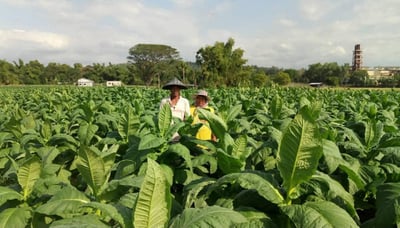 San Ildefonso, Ilocos Sur institutionalizes fight vs. illicit tobacco trade