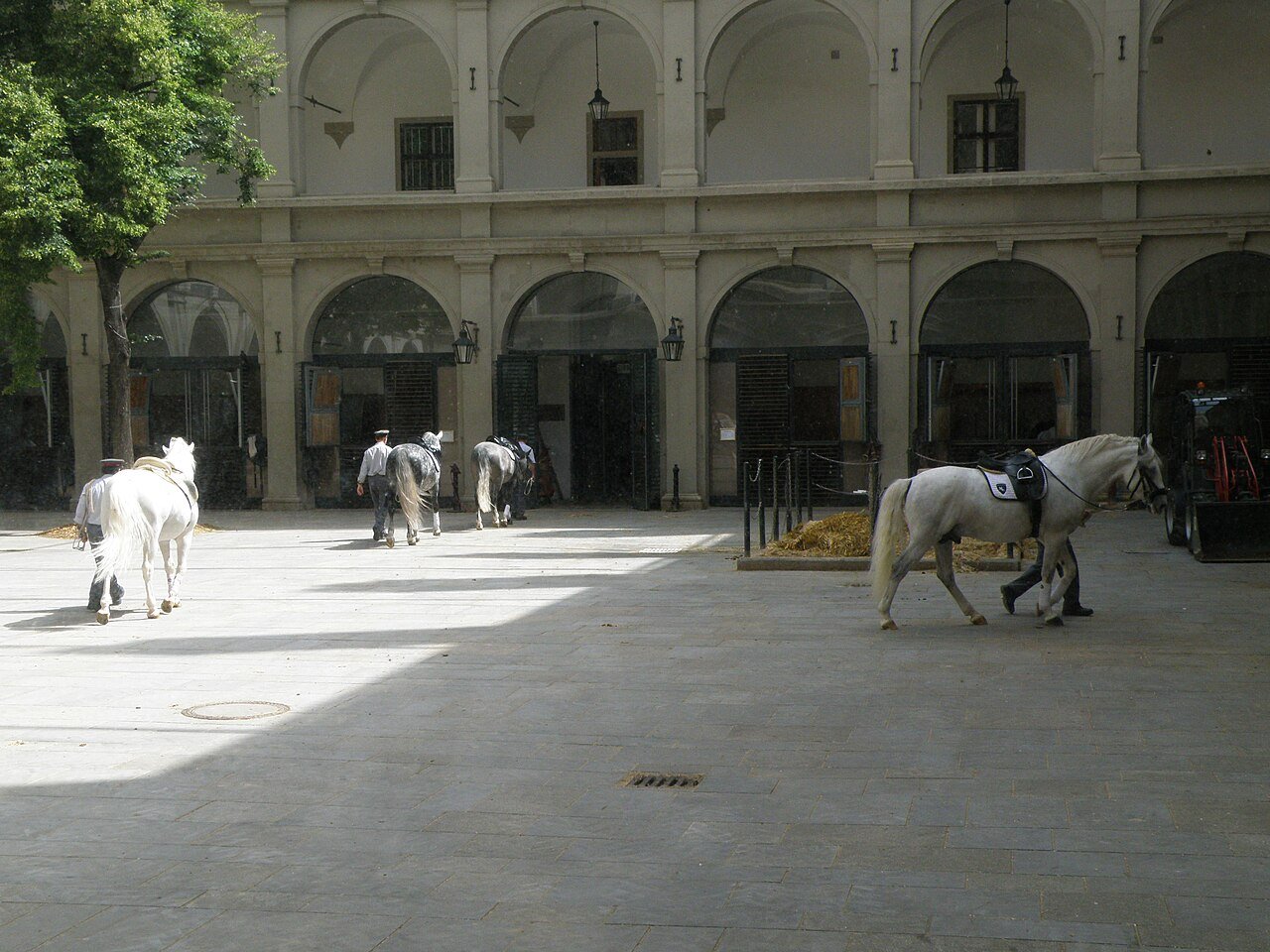 Lipizzaner horses return to their stables after training.