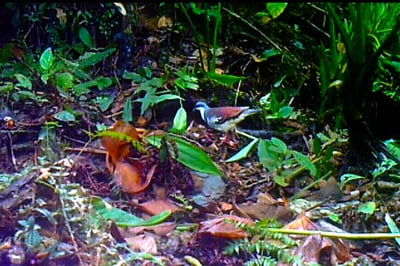 Rediscovery raises habitat concerns