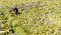 P187M set aside for payments to insured farmers
