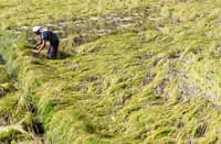 A RICE farmer in Central Luzon checks his yield before rains inundate the fields. According to the Philippine Crop Insurance Corporation, it has set aside P187 million for payments to insured farmers affected by flooding and other damage from three typhoons and the enhanced southwest monsoon.