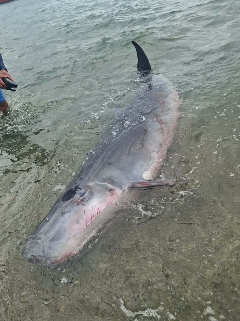 Wounded sperm whale found in coastal area of Baler