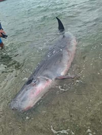 Wounded sperm whale found in coastal area of Baler