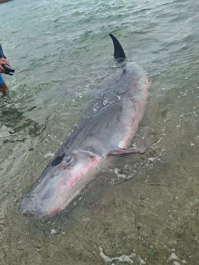 Wounded sperm whale found in coastal area of Baler