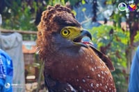 Serpent eagle rescued in South Cotabato